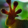 gecko_a