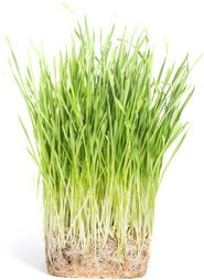grassroot marketing