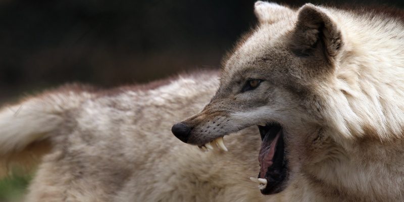 Alpha Tiere unter sich