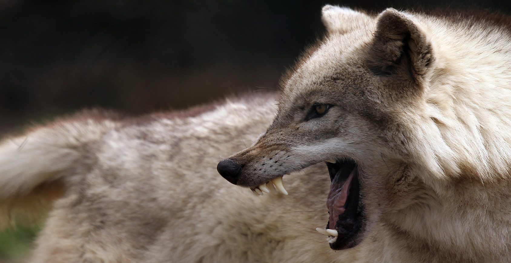 Alpha Tiere unter sich