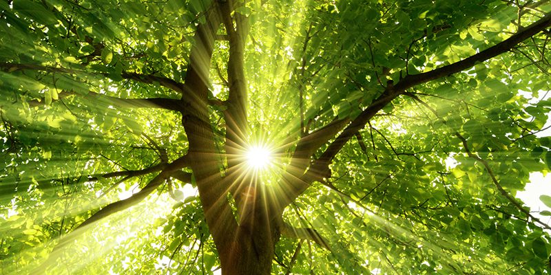 Sonne strahlt explosiv durch den Baum