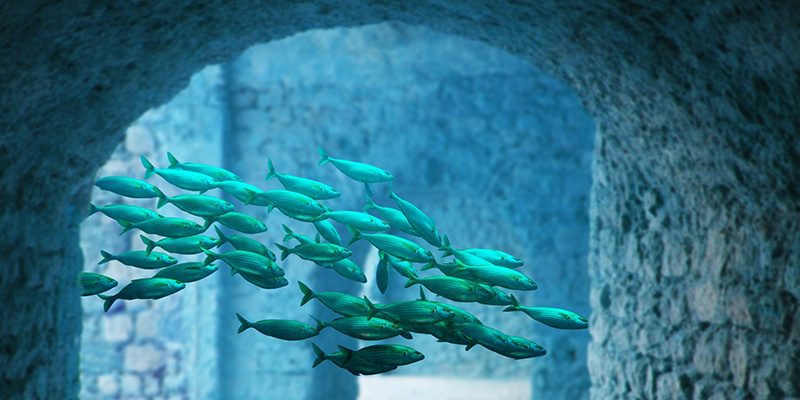 fisch-schwarm