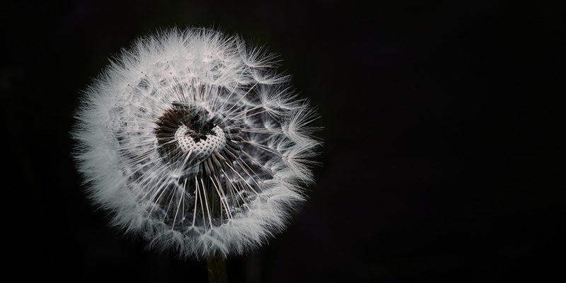 pusteblume_existenzanalytisches-coaching