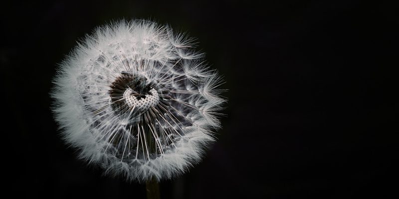 pusteblume_existenzanalytisches-coaching