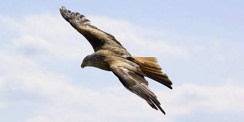 vogel-freiheit-kontrolle