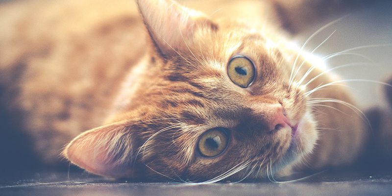 katze-cat