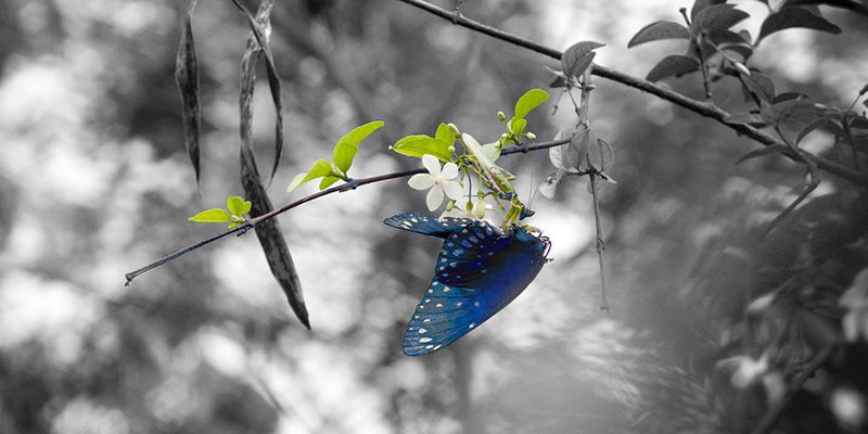 schmetterling-butterfly