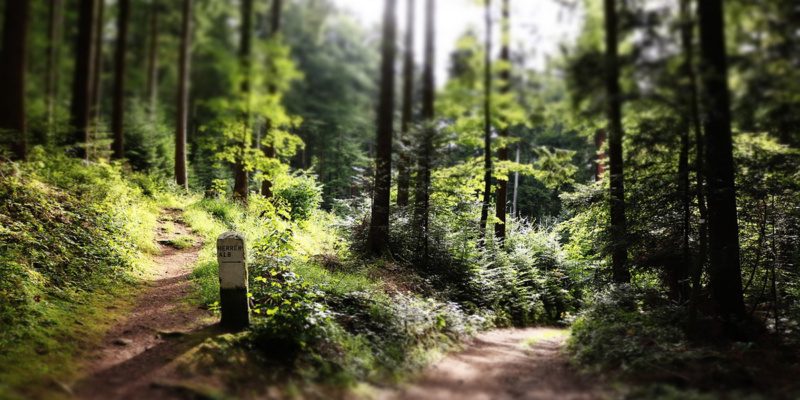 wald-2-wege