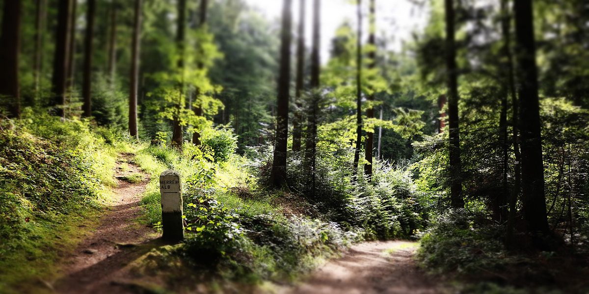 wald-2-wege