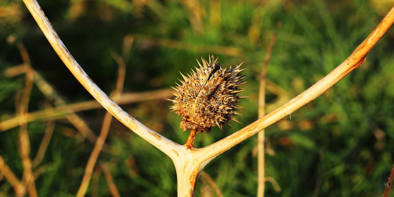 kulturelle-unterschiede-distel