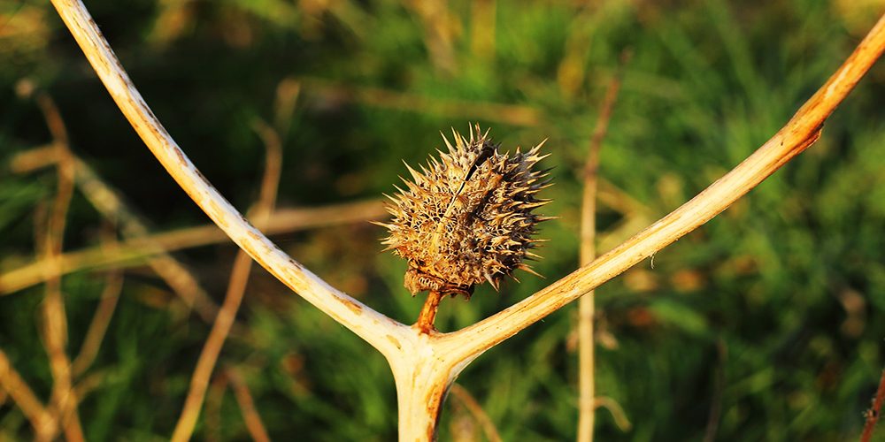 kulturelle-unterschiede-distel