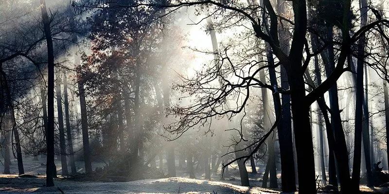 clemens-widhalm-wald