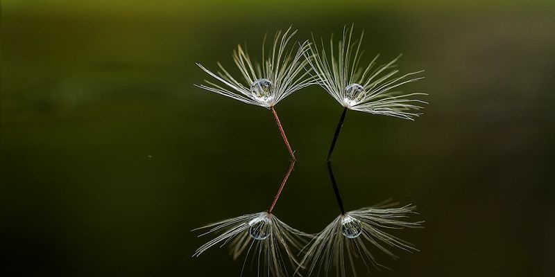 wissenstransfer-samen-tropfen