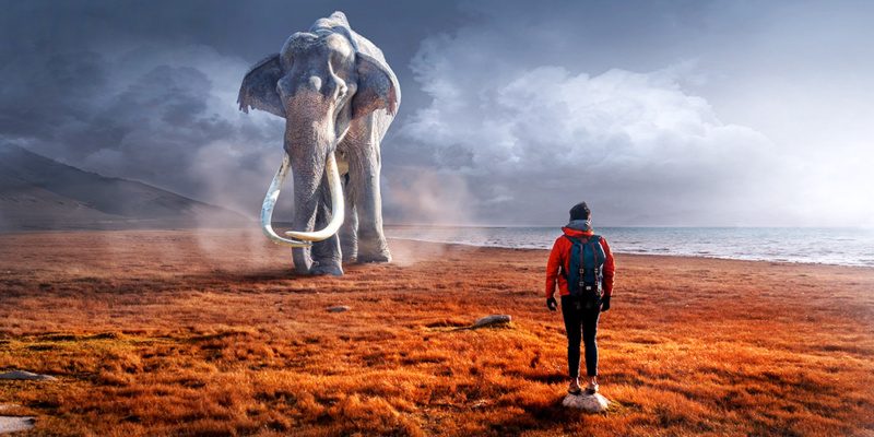 elefant