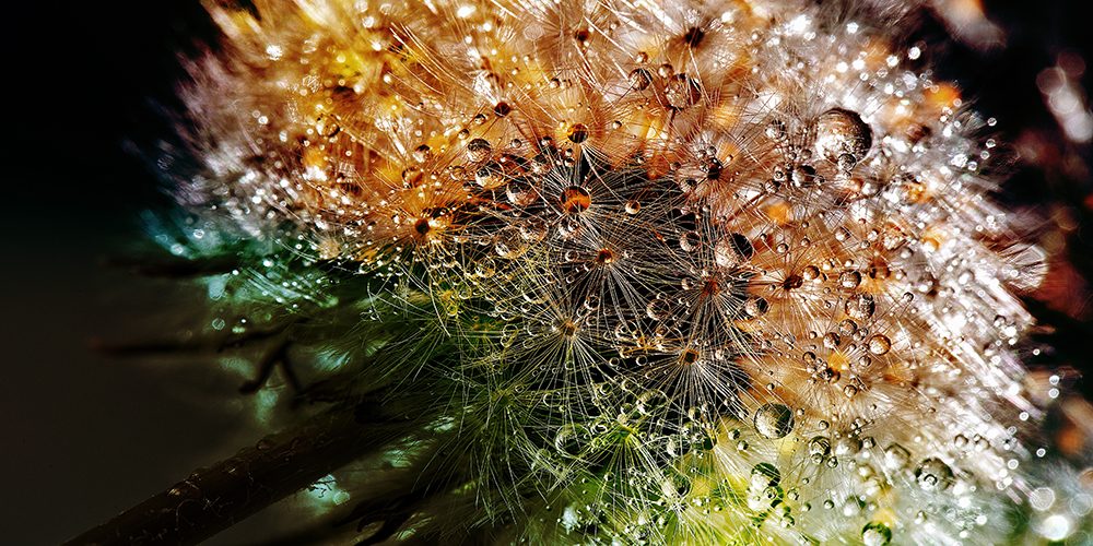 pusteblume-specialisterne