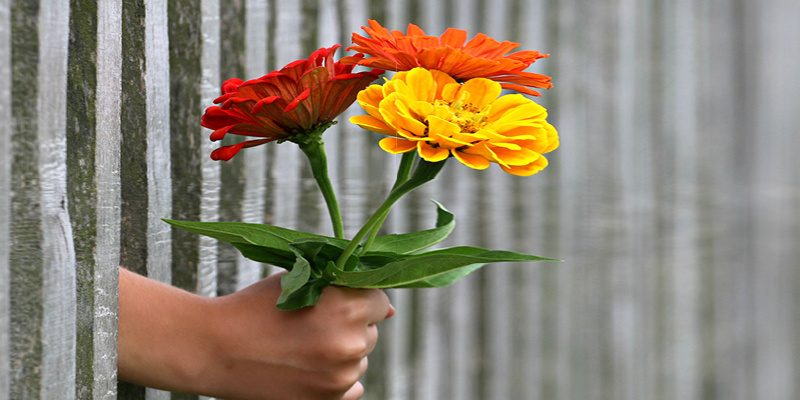 zaun-blumen-1