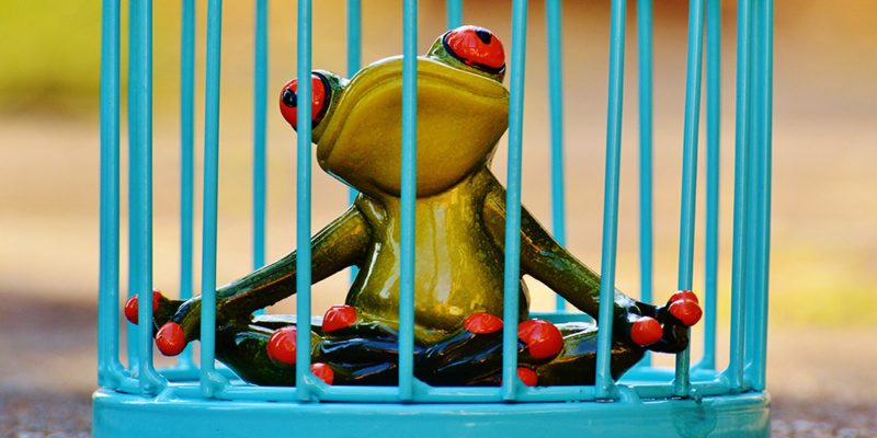 innere-kuendingung-frosch