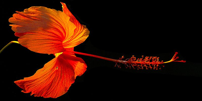 selbstcoaching-blume