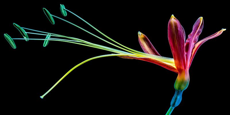 blume-flower-inspirepioneers