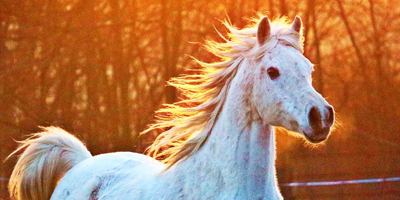 pferd