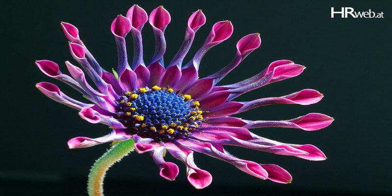 phantasie-blume