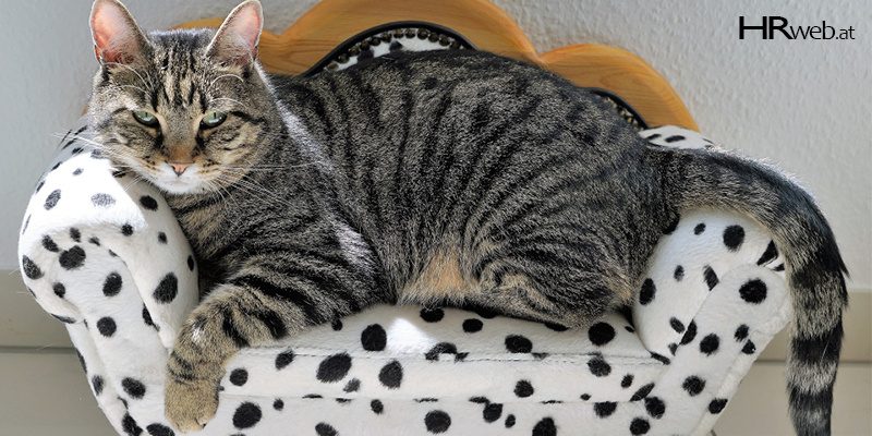 katze