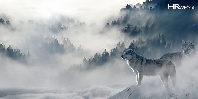 wolf-changemanagement
