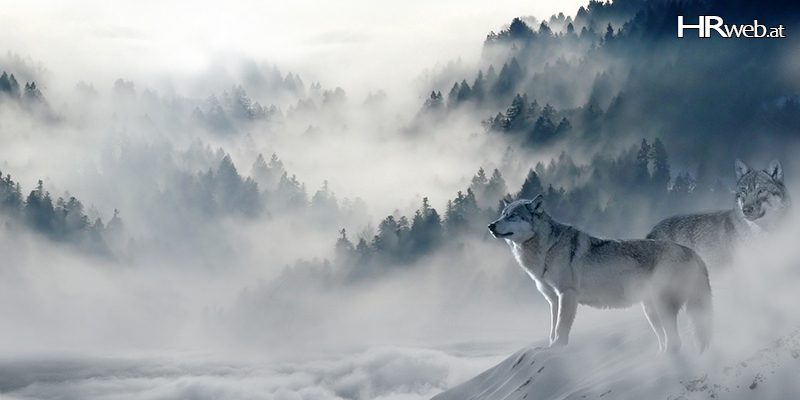 wolf-changemanagement