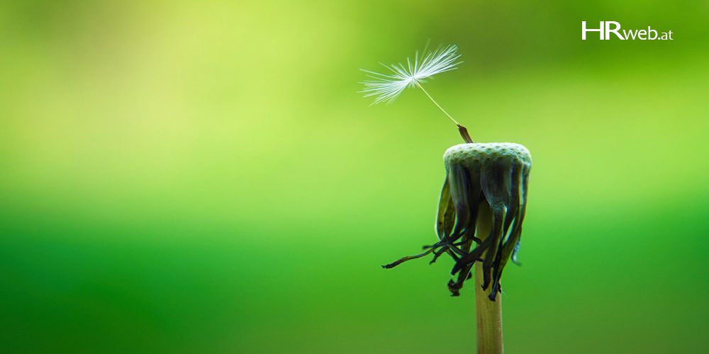 achtsam-fuehren-pusteblume