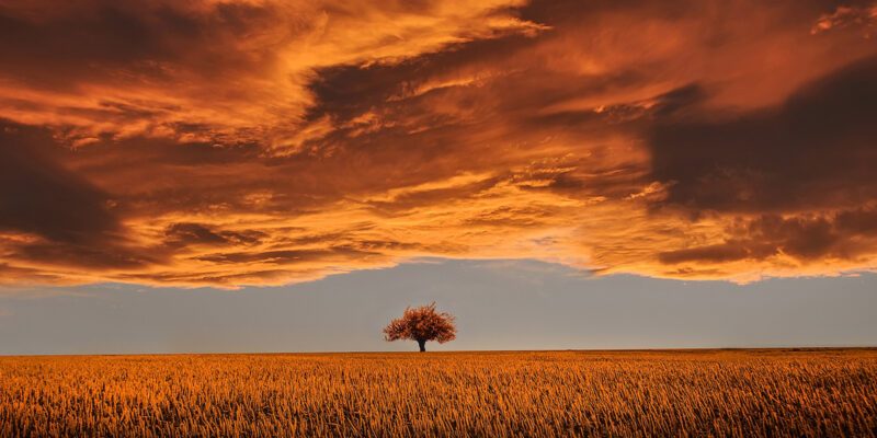 change-baum-veraenderung