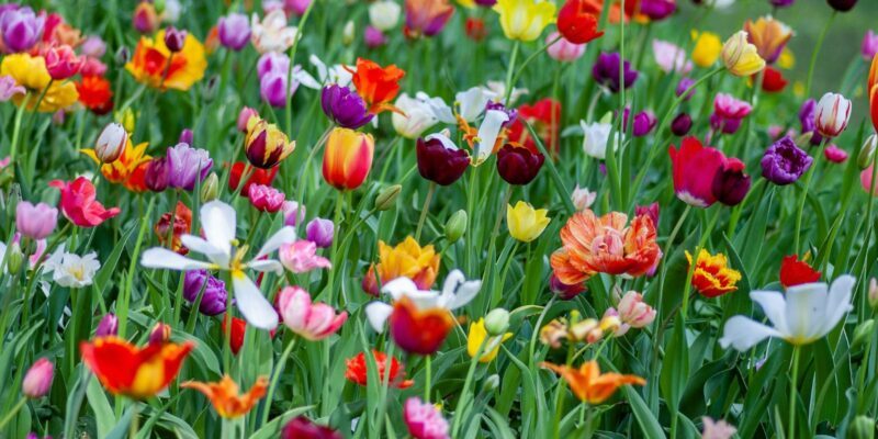 Frühlingsblumen