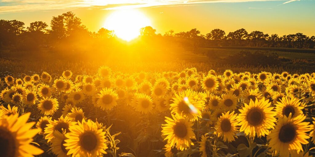 Sonnenblumen Sonnenblumen