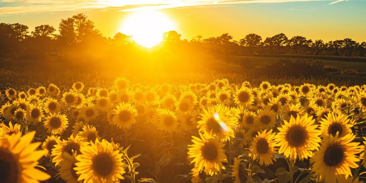 Sonnenblumen